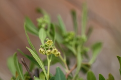 Dodonaea viscosa